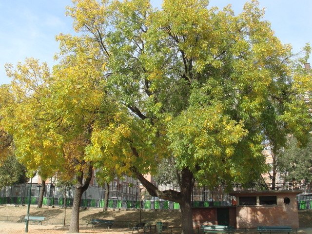 Fraxinus americana automne